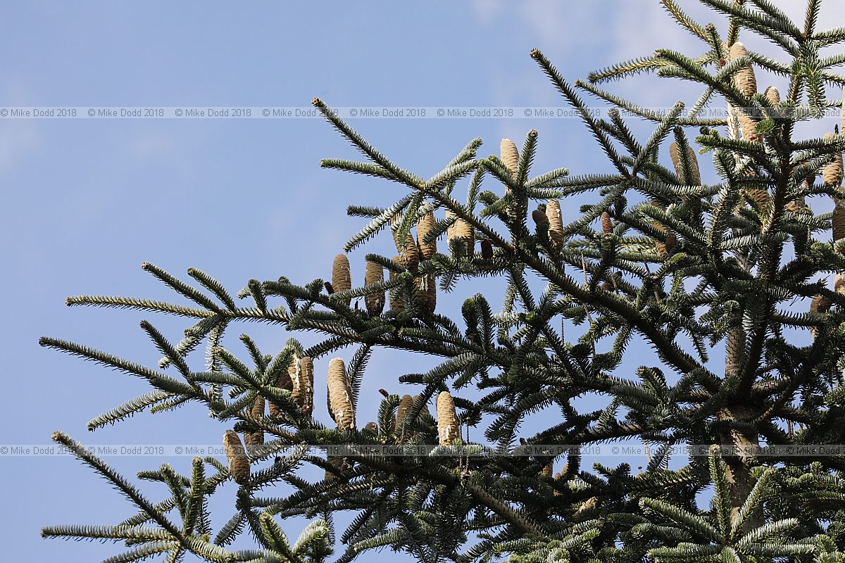 Abies x vilmorinii Vilmorin's fir