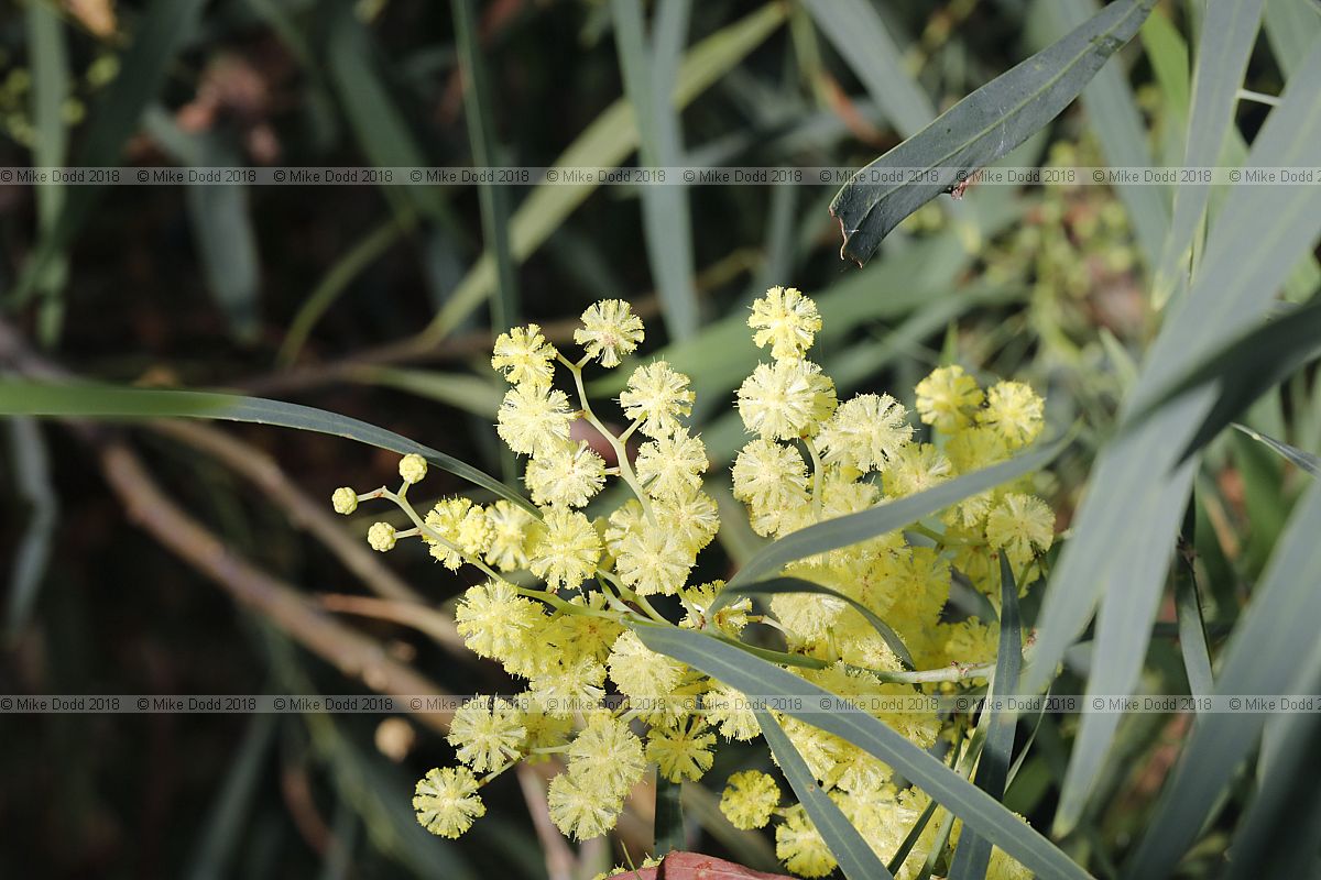 Acacia retinodes Swamp wattle