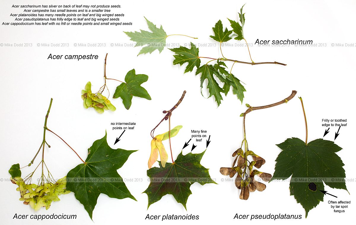 Acer common urban species Acer campestre Acer saccharinum Acer cappodocicum Acer platanoides Acer pseudoplatanus