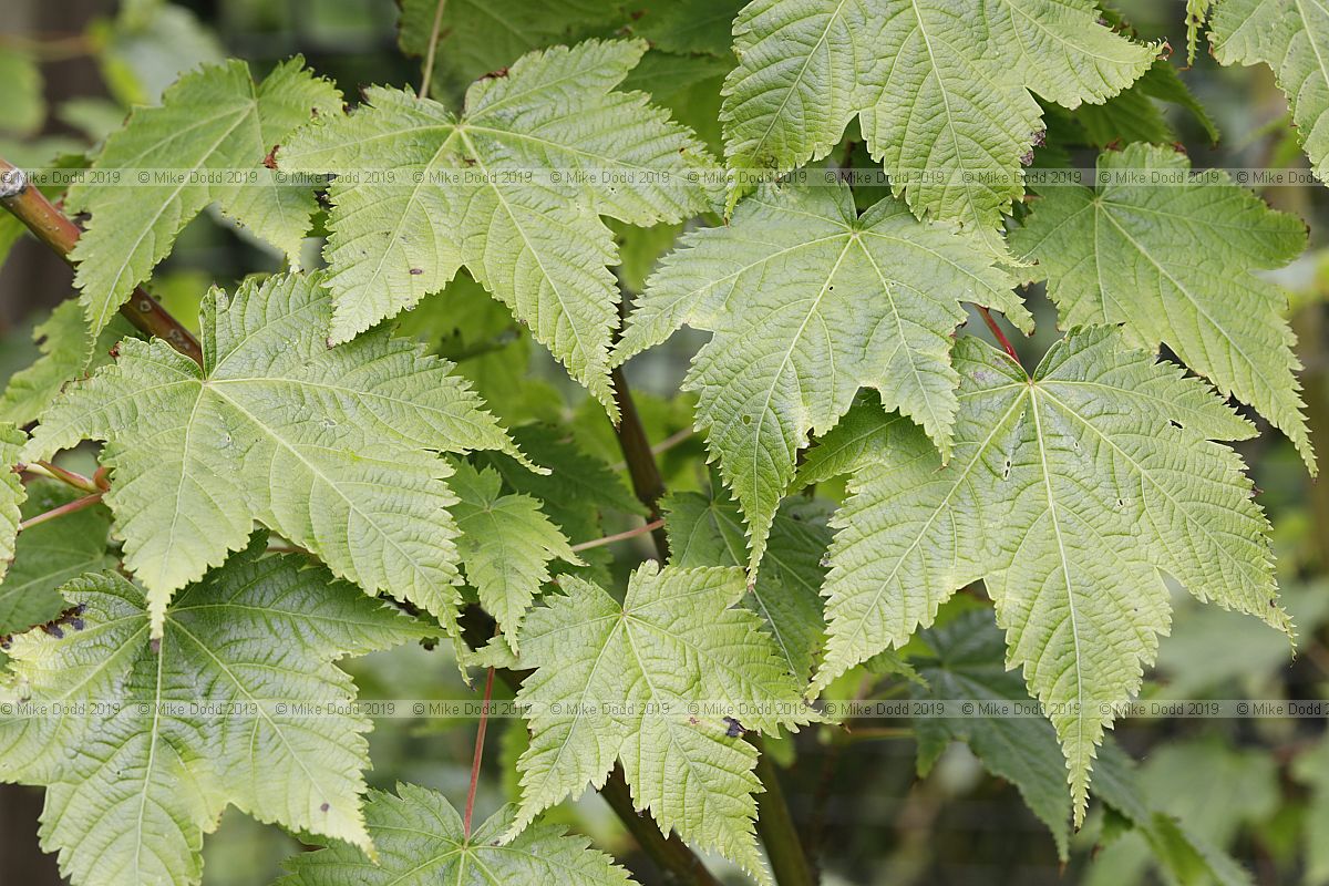 Acer argutum Sharp-toothed maple