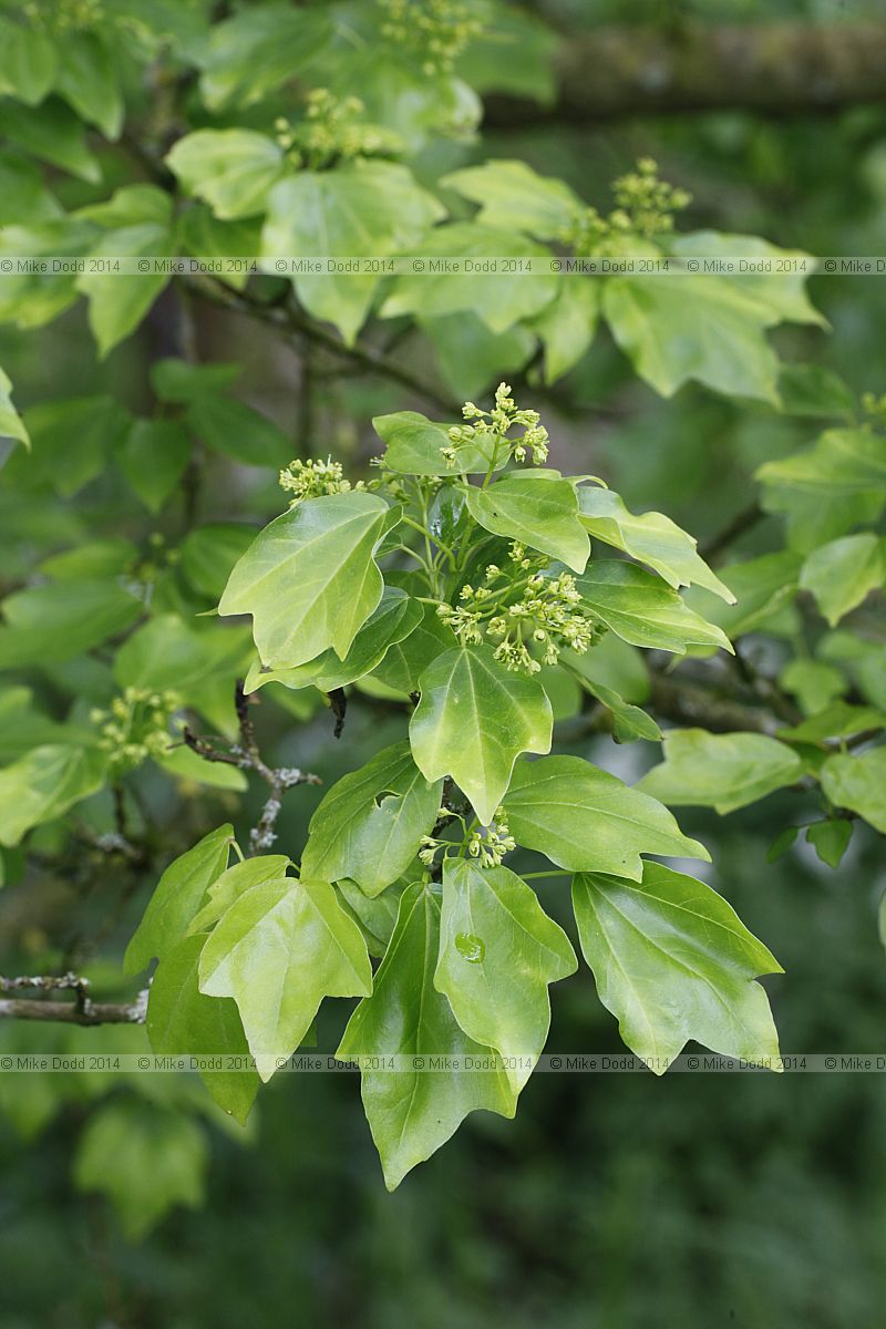 Acer buergerianum 'Koshi Miyasama'