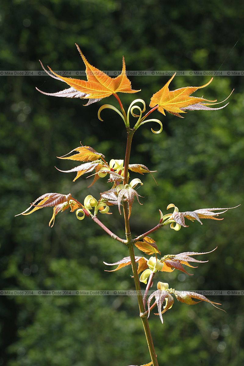 Acer campbellii var fansipanense
