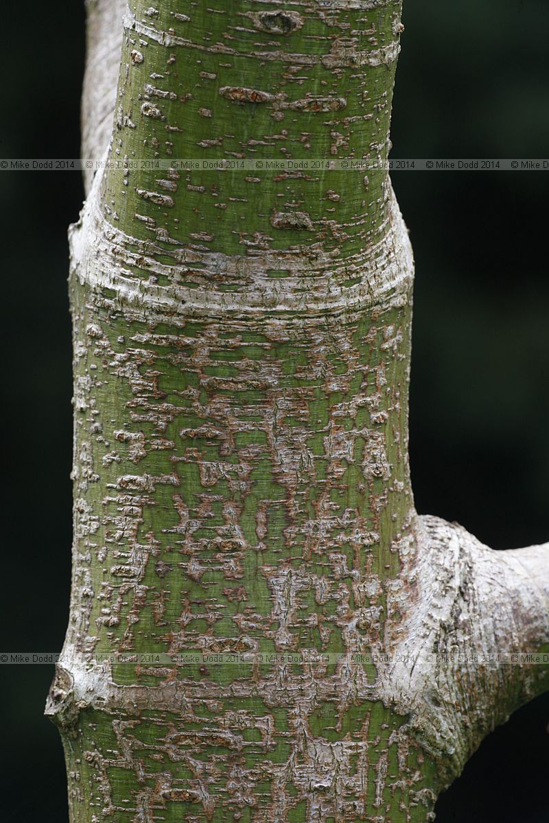 Acer campbellii var fansipanense