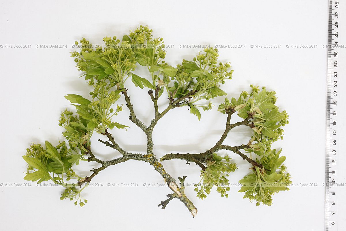 Acer campestre Field maple an old tree slow growing and late flowering.