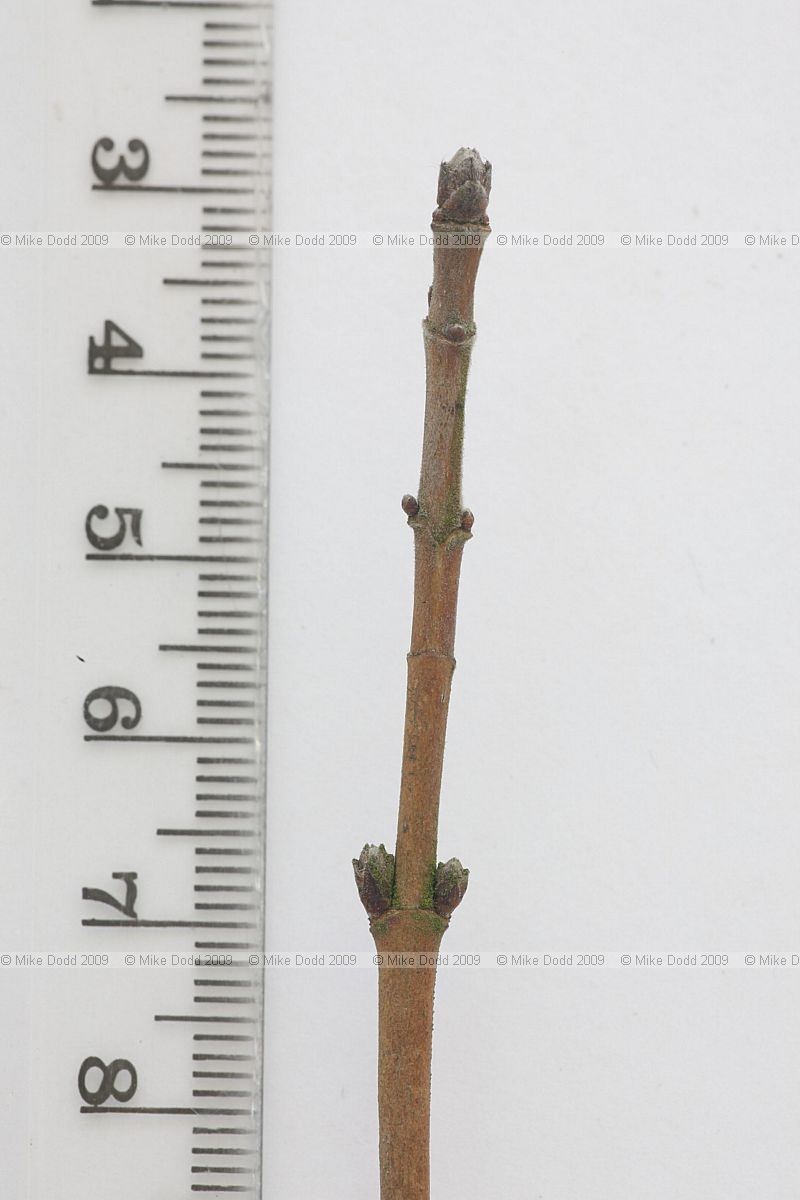 Acer campestre Field Maple