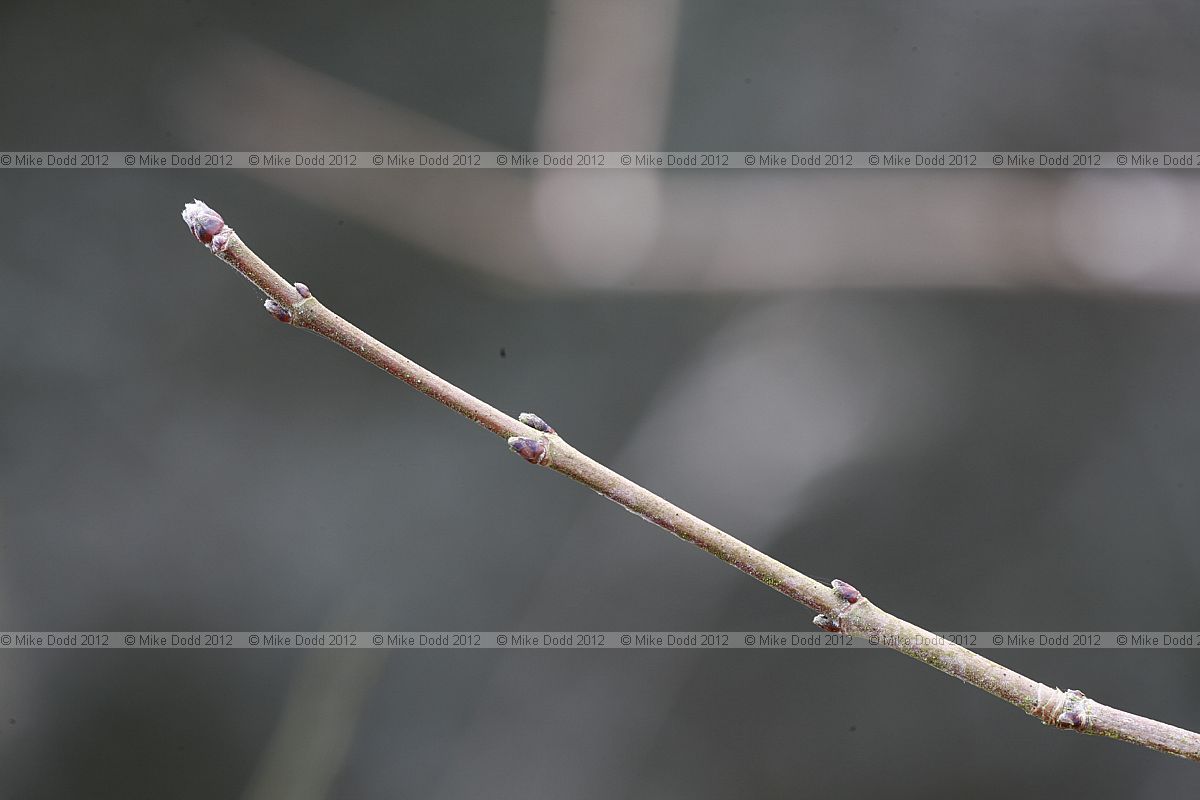 Acer campestre Field Maple