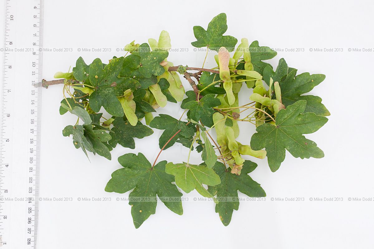 Acer campestre Field Maple