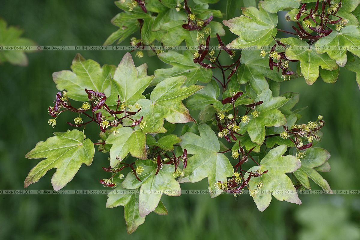 Acer campestre 'Schwerinii'
