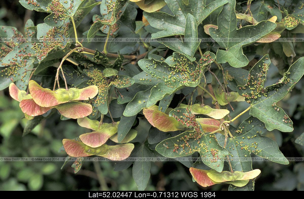 Acer campestre Field Maple