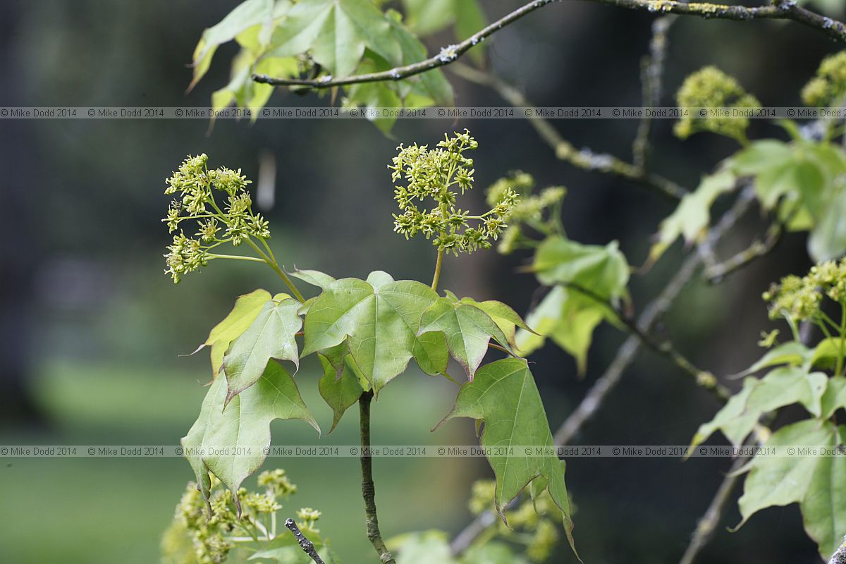 Acer cappadocicum Cappadocian maple