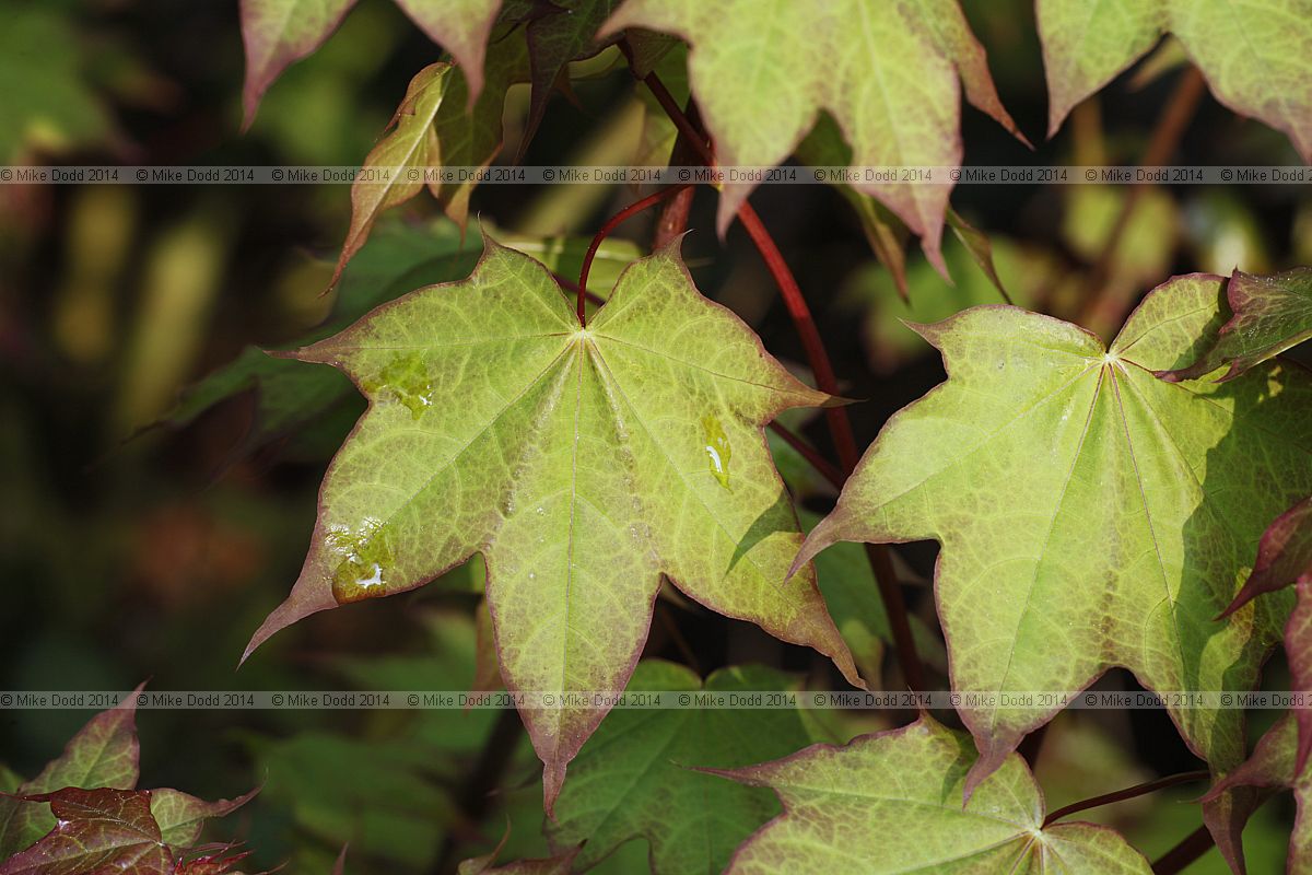 Acer cappadocicum Cappadocian maple