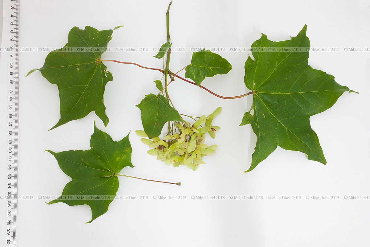 Acer cappadocicum Cappadocian Maple