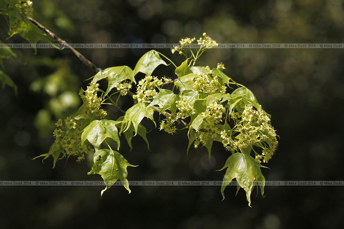 Acer cappadocicum ssp sinicum