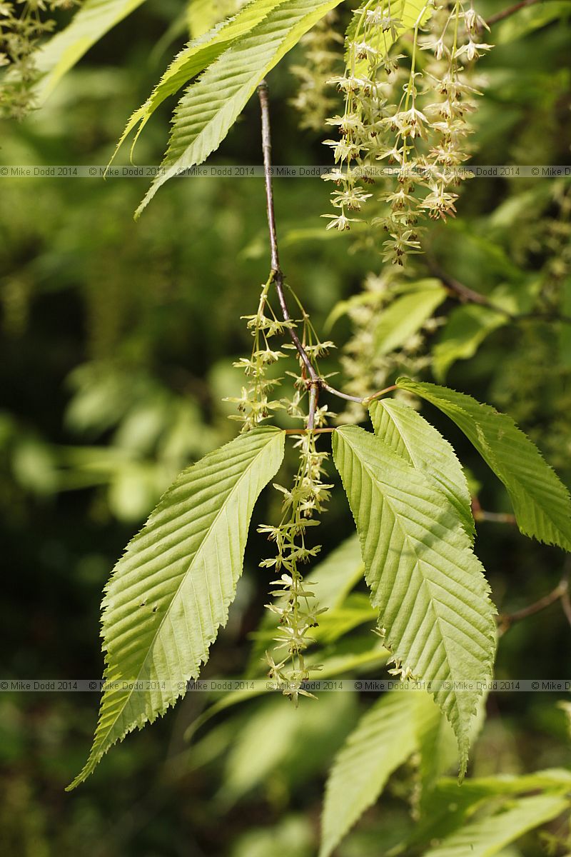 Acer carpinifolium Hornbeam leaved maple