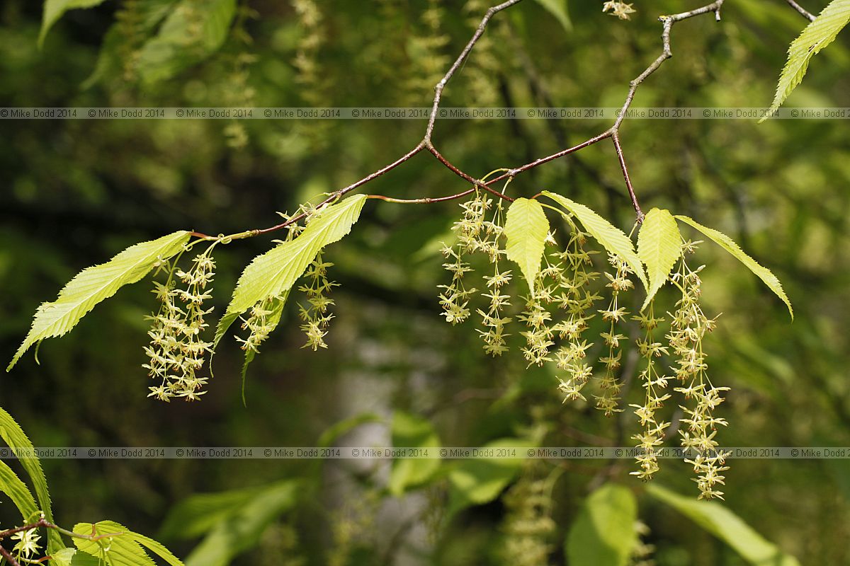 Acer carpinifolium Hornbeam leaved maple