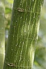 Acer caudatifolium