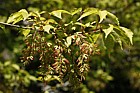 Acer cissifolium Ivy leaf maple