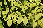 Acer cissifolium Ivy leaf maple
