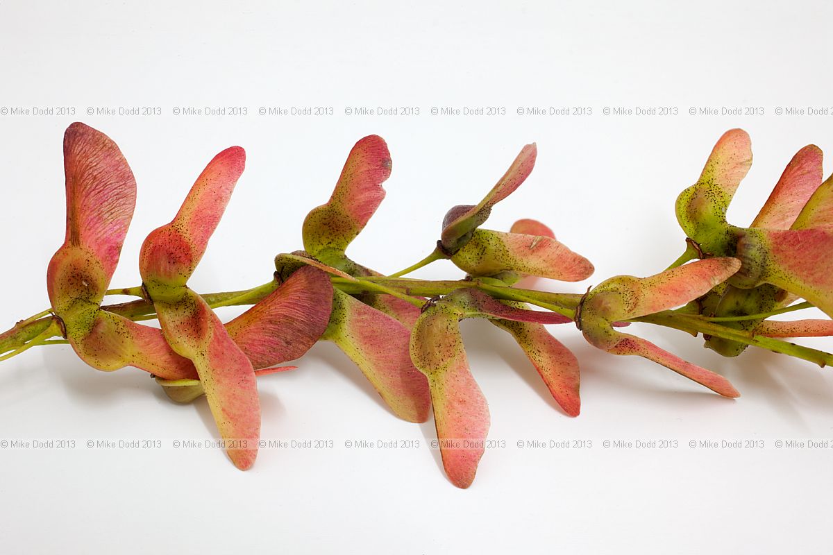 Acer davidii P�re David's Maple