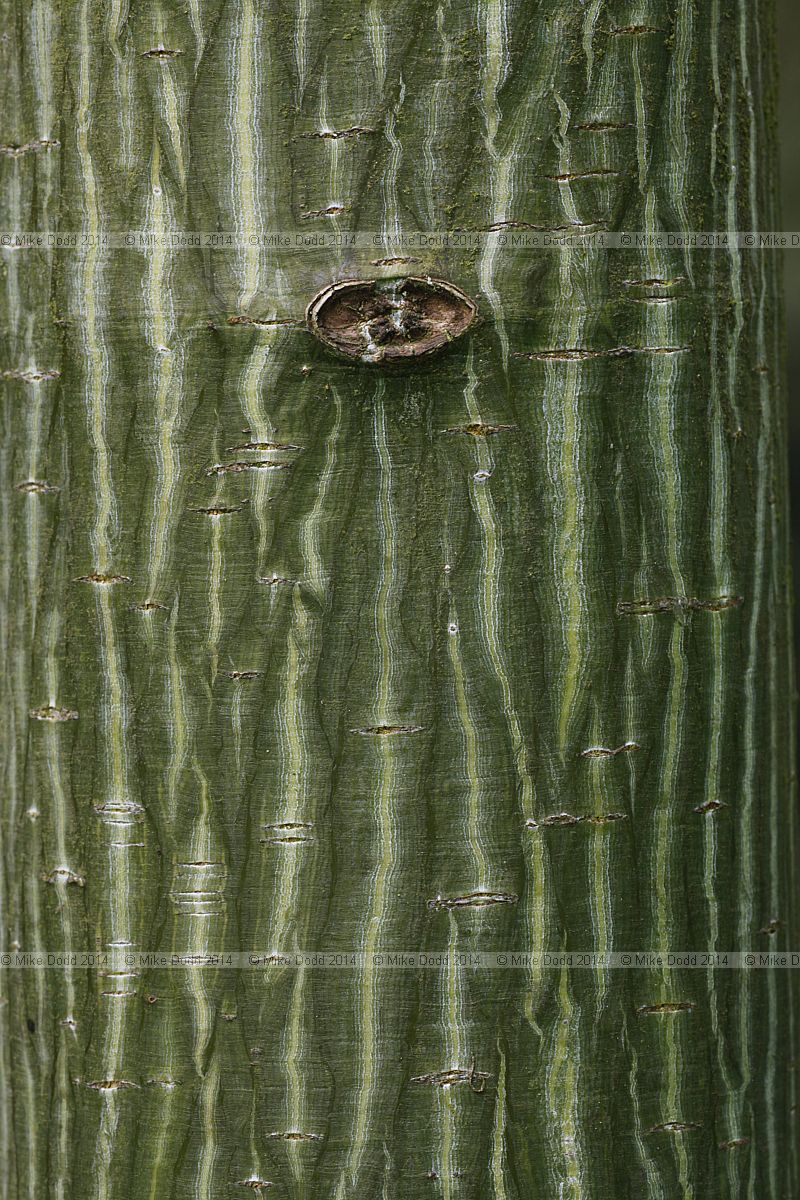 Acer davidii 'Cantonspark'