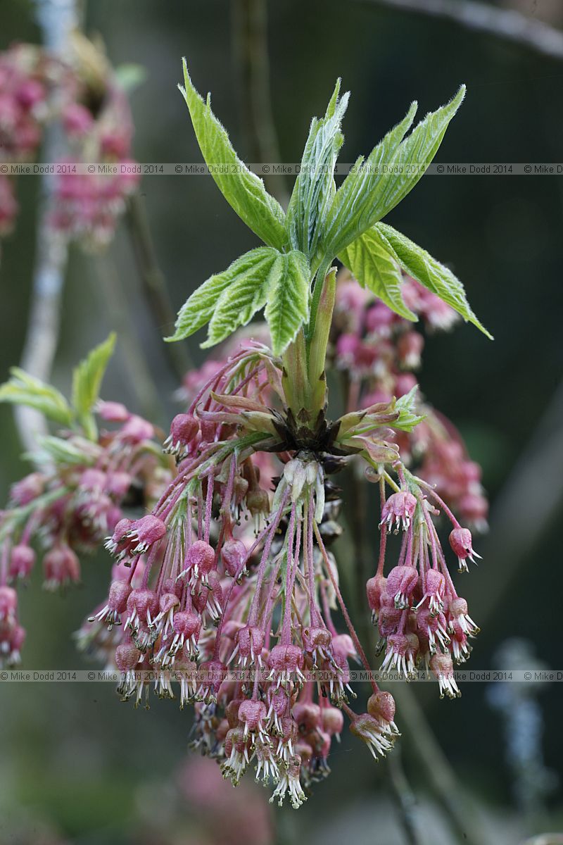 Acer diabolicum Horned maple