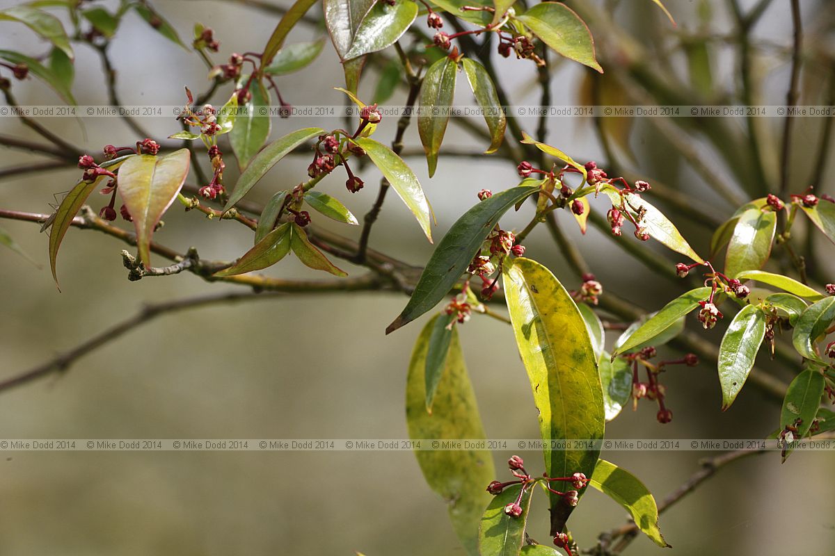 Acer fabri Faber's maple