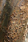 Acer griseum Paperbark Maple