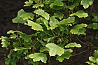 Acer hyrcanum Balkan maple