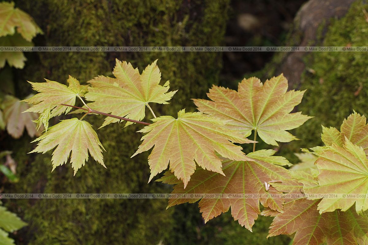 Acer japonicum Fullmoon maple