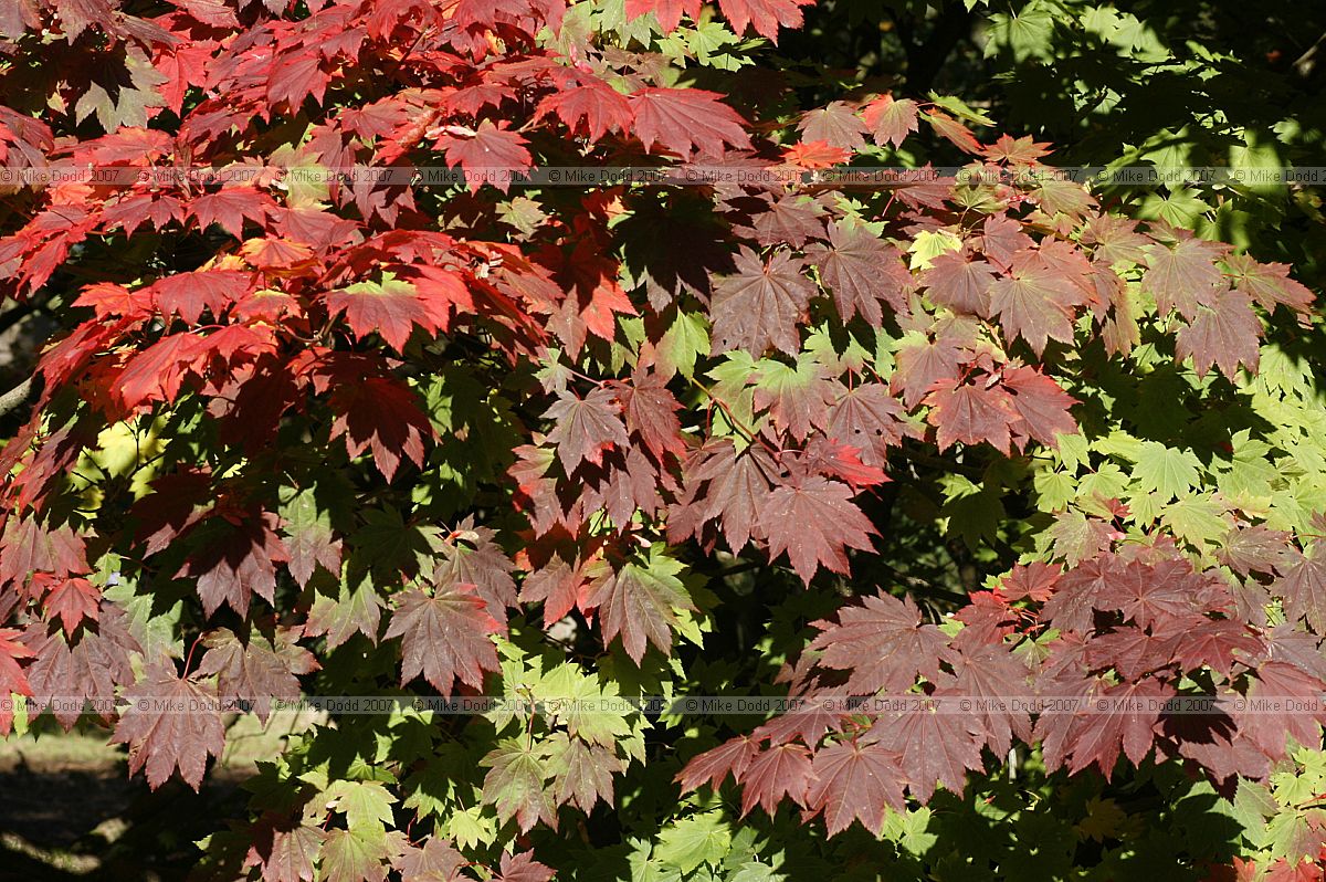 Acer japonicum