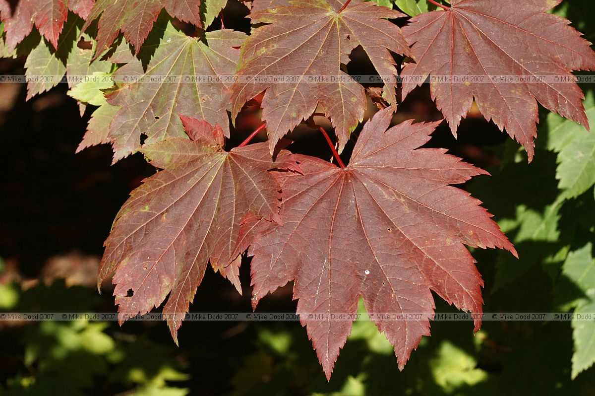 Acer japonicum