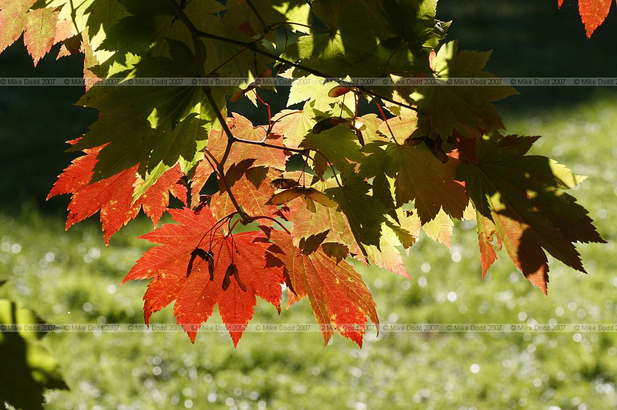 Acer japonicum
