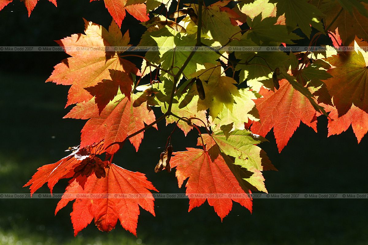Acer japonicum