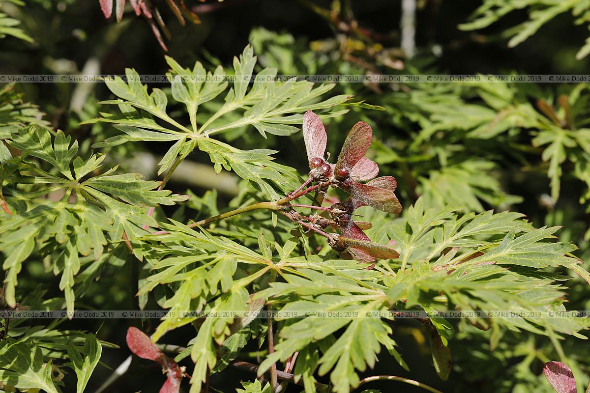Acer japonicum 'Aconitifolium'