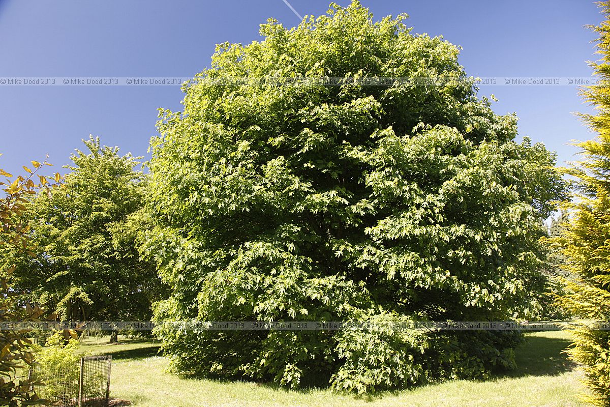 Acer macrophyllum Oregon maple or Bigleaf maple