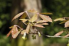 Acer maximowiczianum