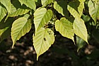 Acer morifolium