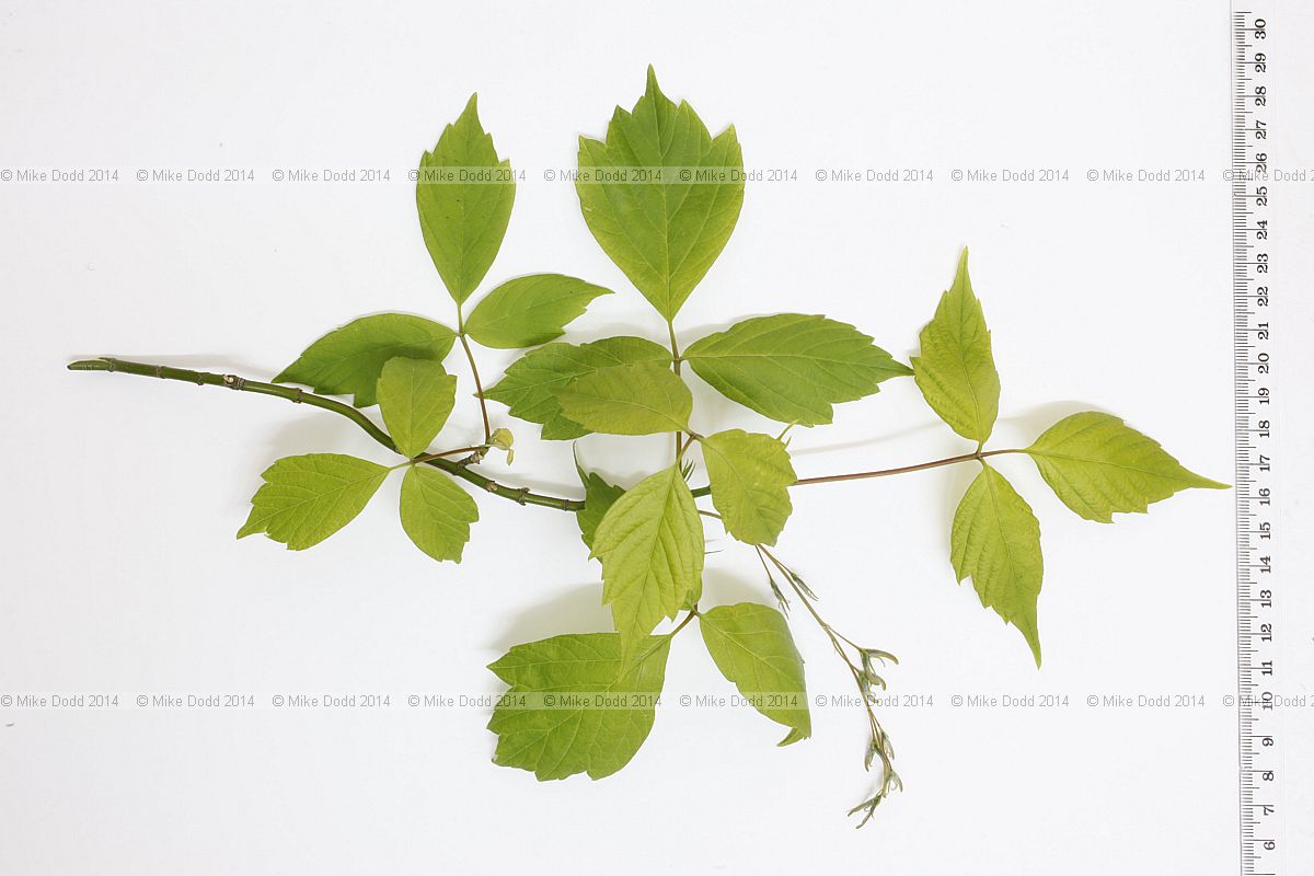 Acer negundo Box elder