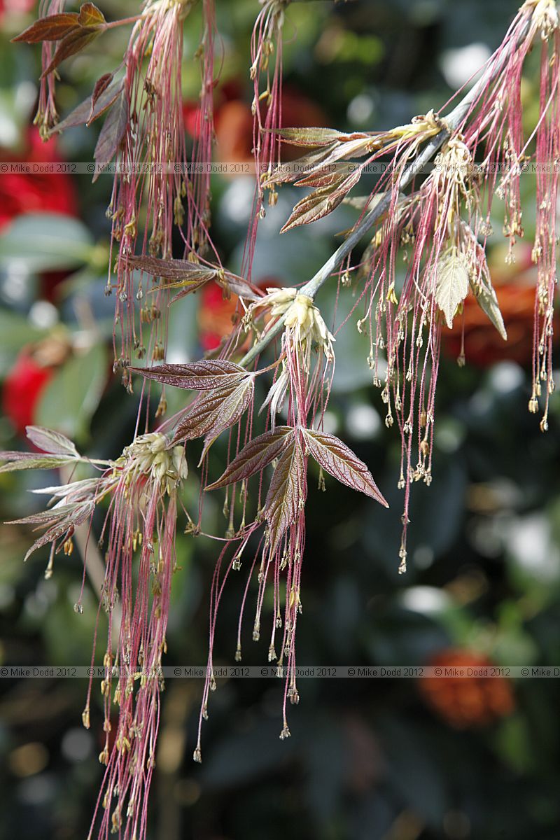 Acer negundo var violaceum