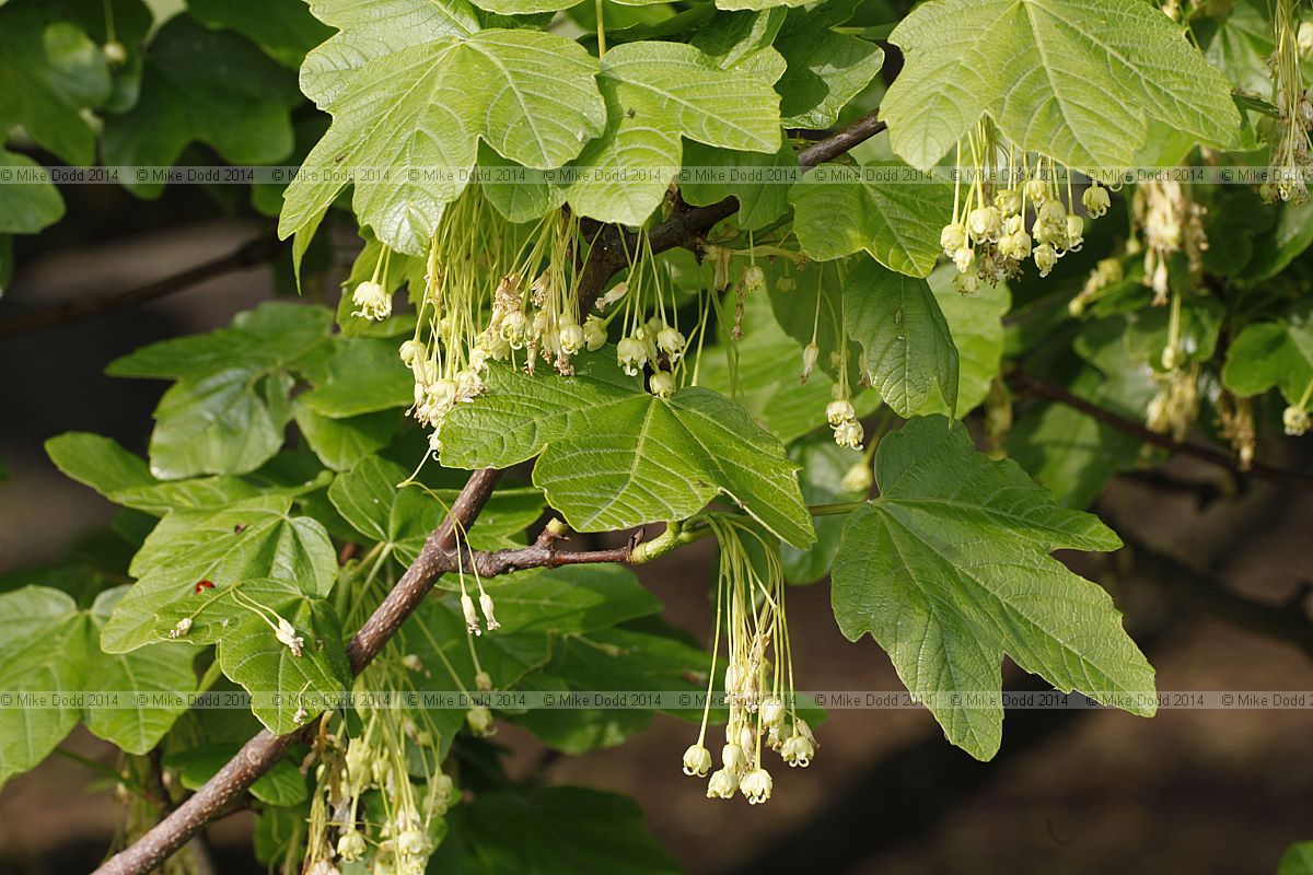 Acer obtusatum Italian maple