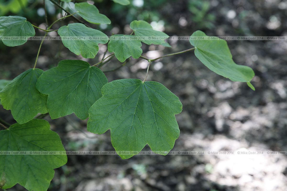 Acer opalus Italian maple