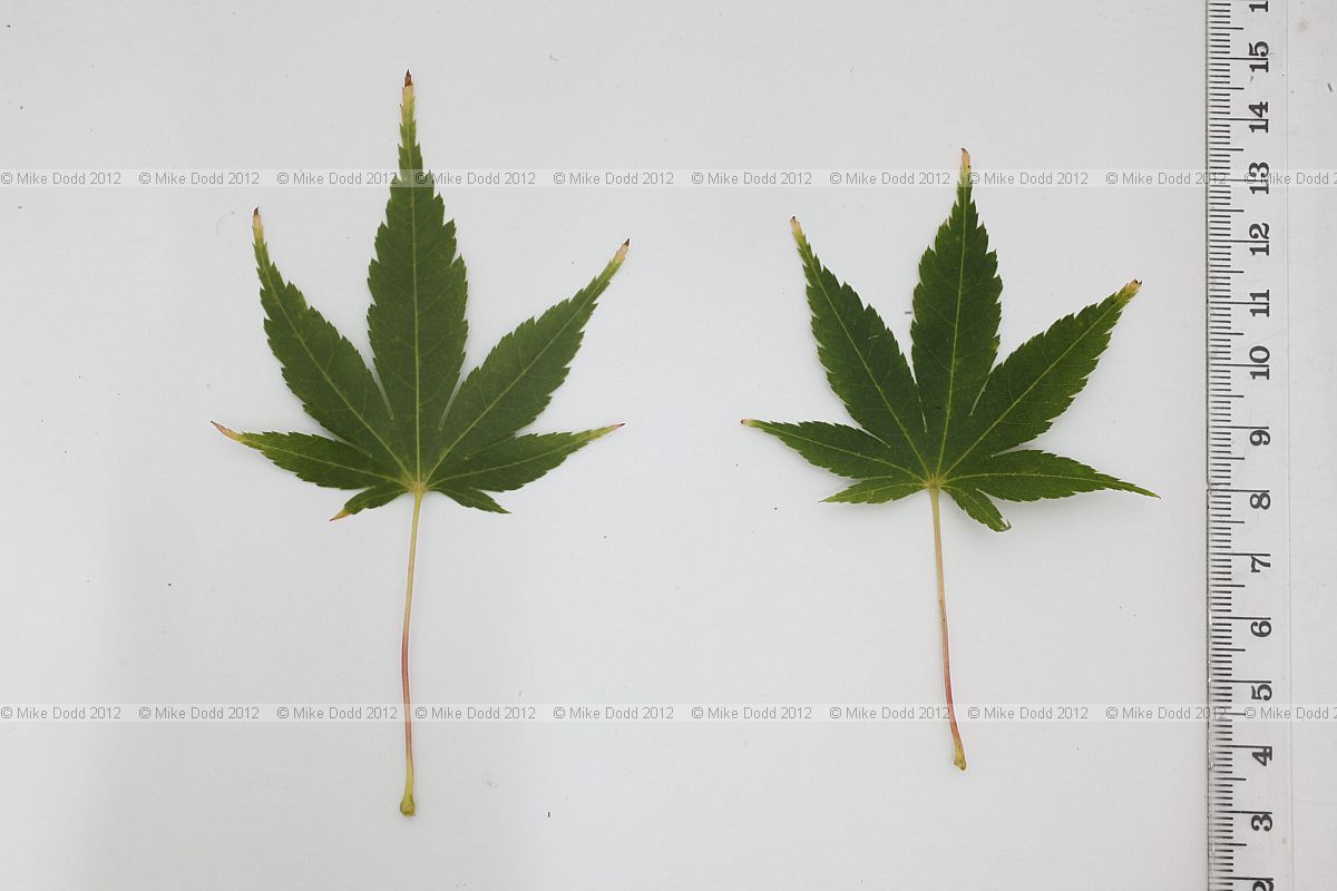 Acer palmatum Japanese Maple