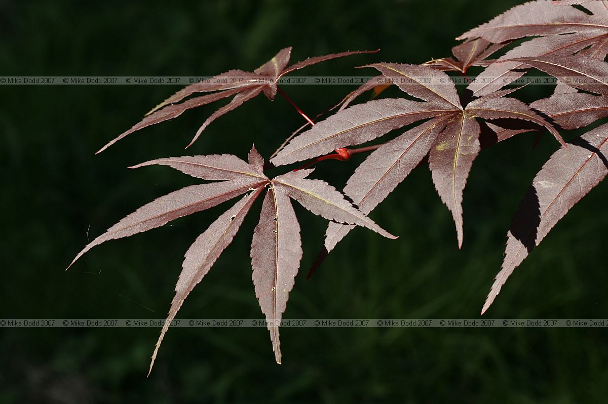 Acer palmatum 'Emperor I'