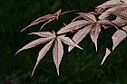 Acer palmatum 'Emperor I'