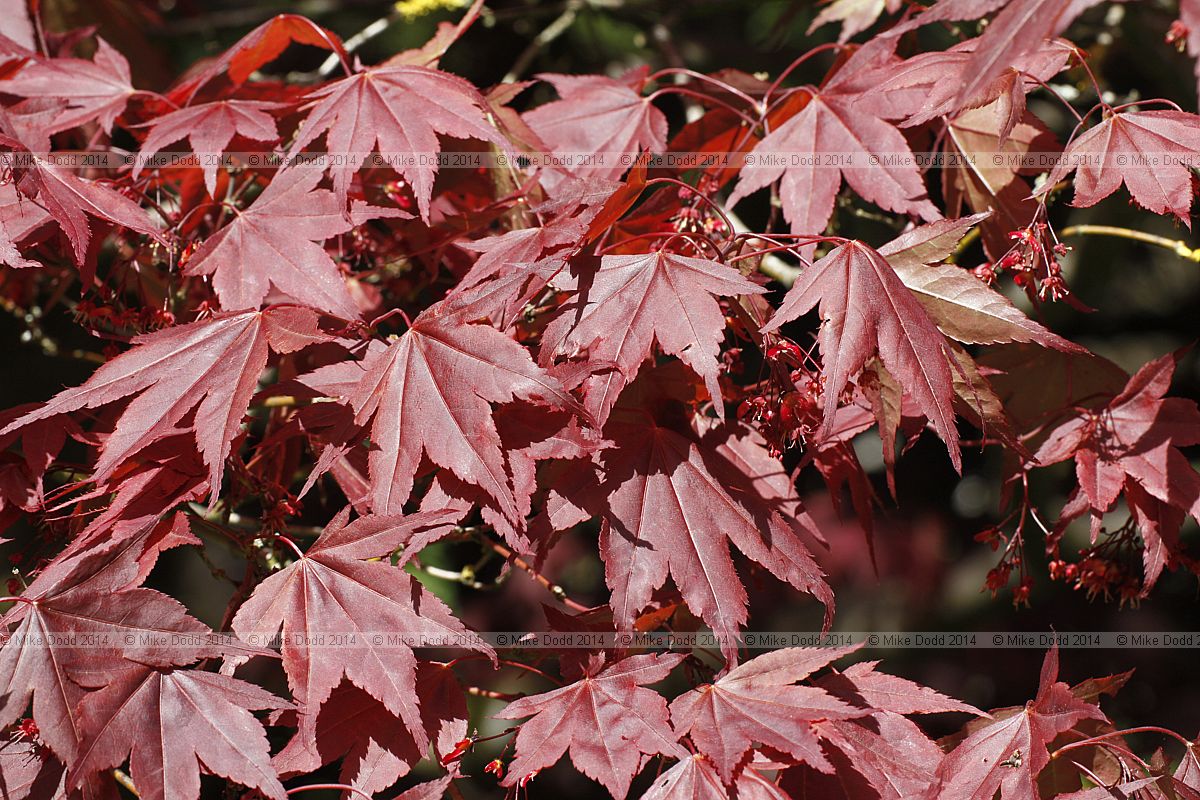 Acer palmatum 'Atropurpureum' Purple Japanese maple