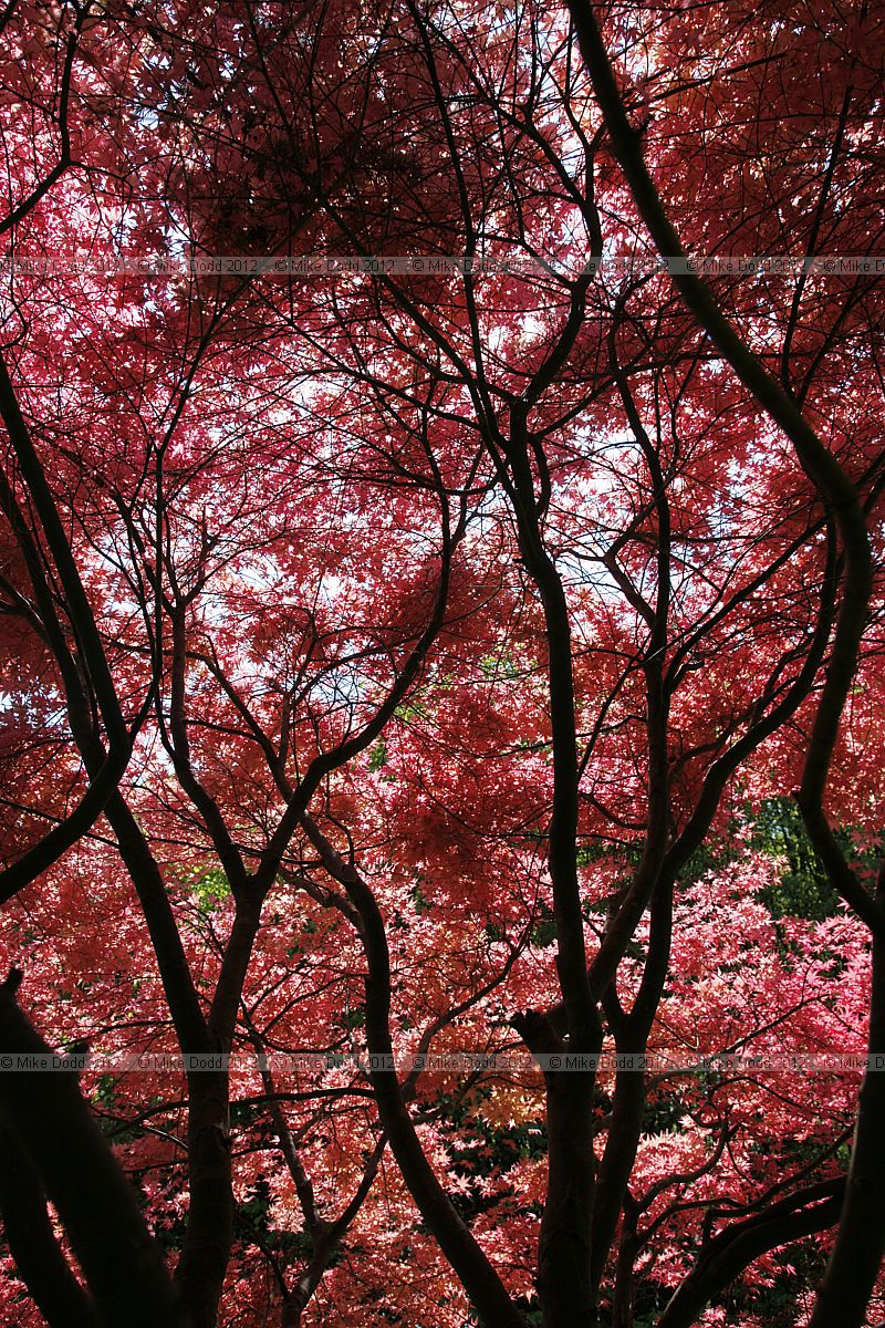 Acer palmatum 'Deshojo'