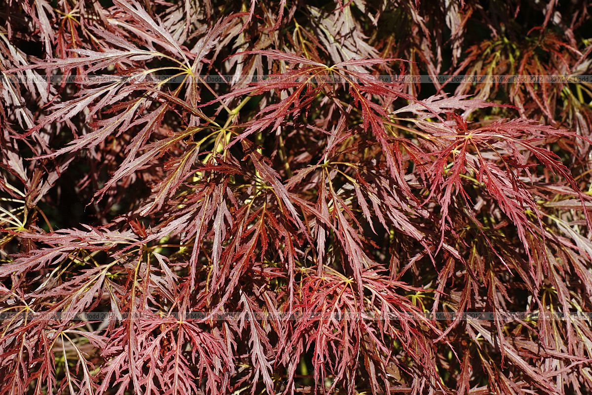 Acer palmatum var dissectum Cut leaved Japanese Maple