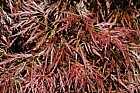 Acer palmatum var dissectum Cut leaved Japanese Maple