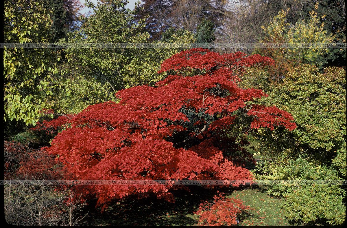 Acer palmatum var dissectum 'Ornatum' at Bath botanic garden