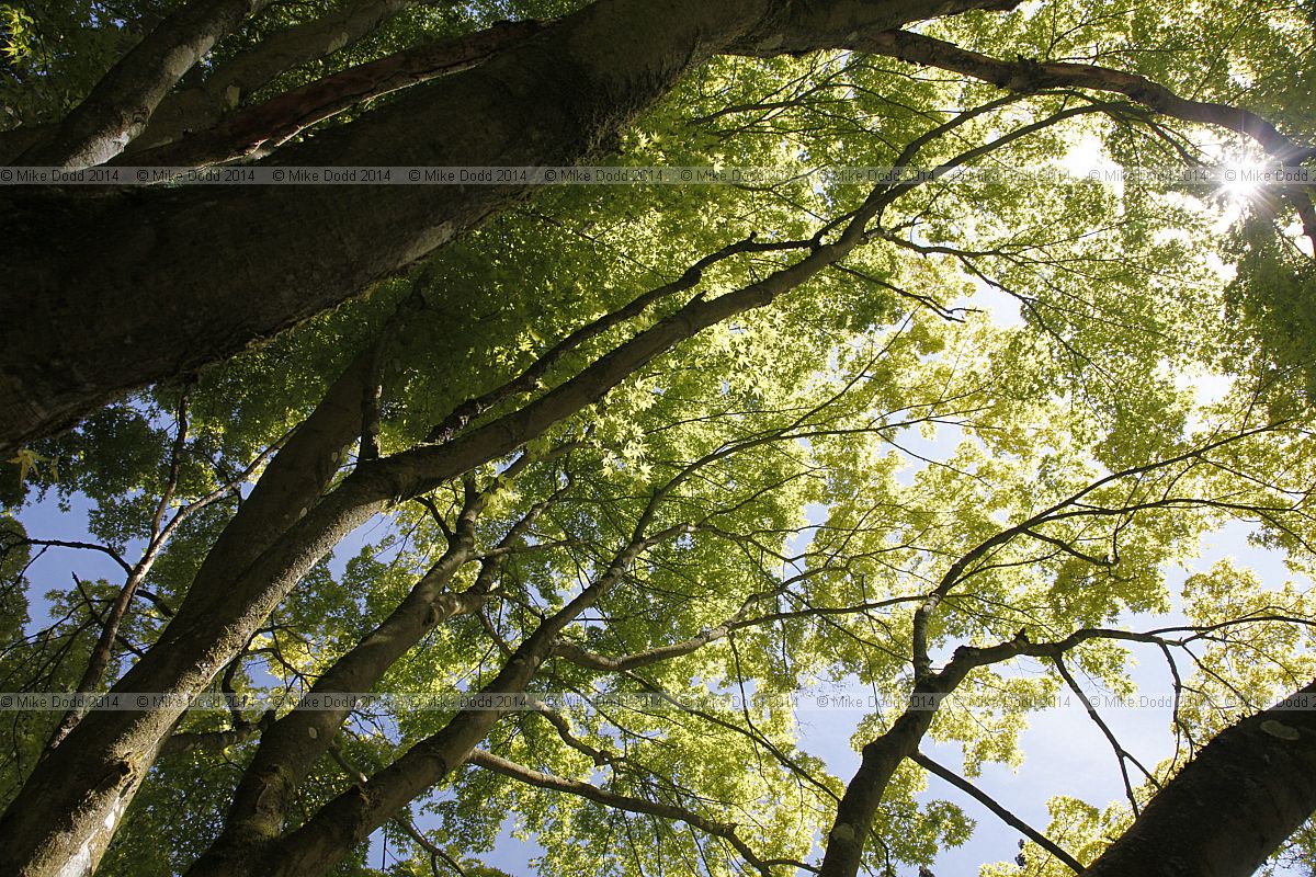 Acer palmatum 'Elegans'